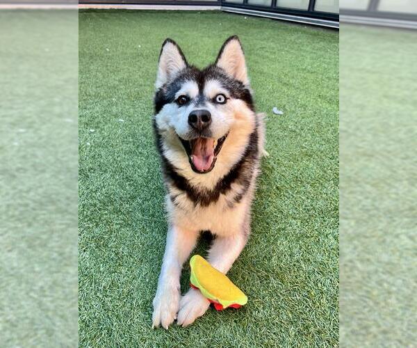 Medium Photo #1 Siberian Husky Puppy For Sale in San Francisco, CA, USA