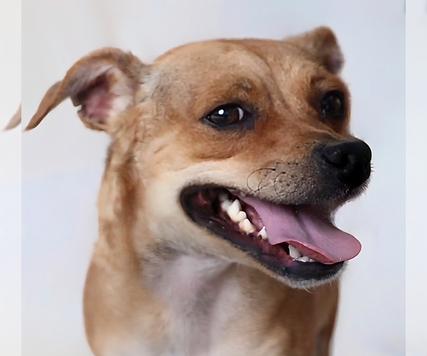 Medium Photo #1 Chihuahua-Unknown Mix Puppy For Sale in Pasadena, CA, USA