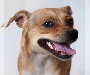 Chihuahua-Unknown Mix Dogs for adoption in Pasadena, CA, USA