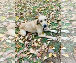 Small #3 Black Mouth Cur-Labrador Retriever Mix