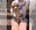 Puppy Puppy 1 Pembroke Welsh Corgi