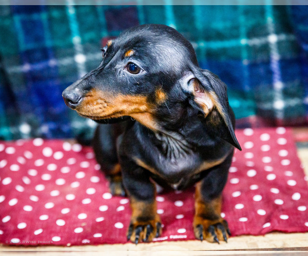 Medium Photo #1 Dachshund Puppy For Sale in WAKARUSA, IN, USA