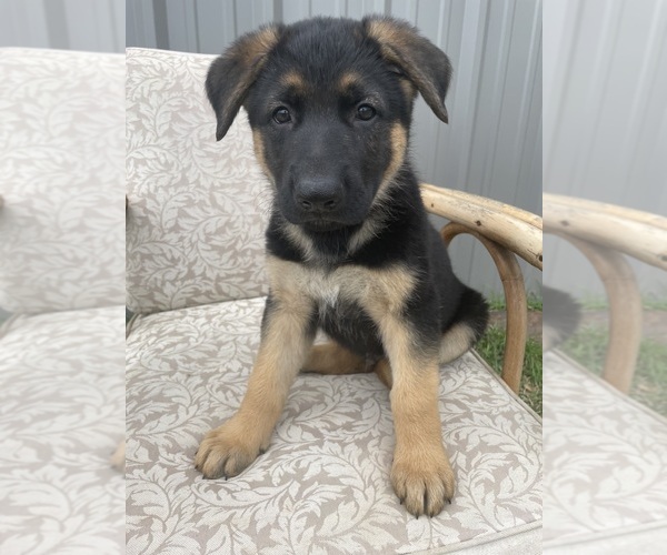Medium Photo #4 German Shepherd Dog Puppy For Sale in BERRY, AL, USA