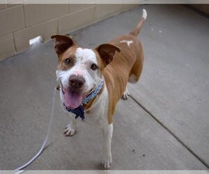 American Staffordshire Terrier-Unknown Mix Dogs for adoption in McKinney, TX, USA