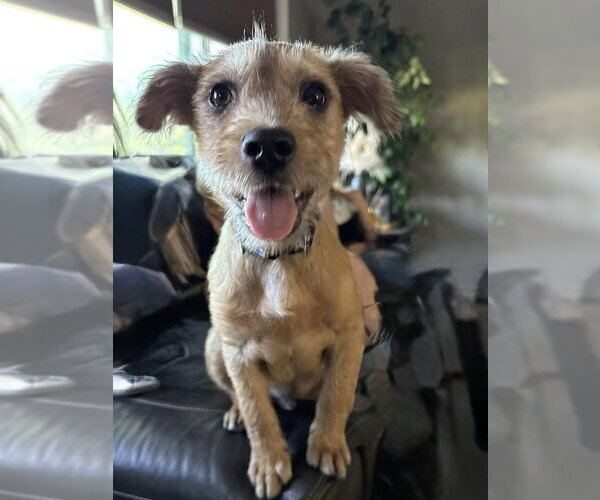 Medium Photo #5 Mutt Puppy For Sale in San Diego, CA, USA