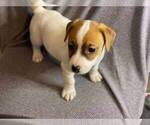 Puppy 7 Jack Russell Terrier