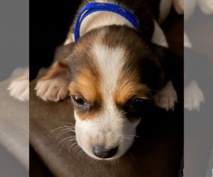 Beagle Dogs for adoption in Mooresville, NC, USA