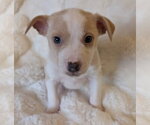 Small #1 Mutt