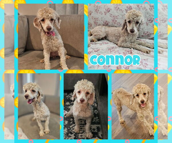 Medium Photo #1 Cockapoo Puppy For Sale in Blacksburg, SC, USA