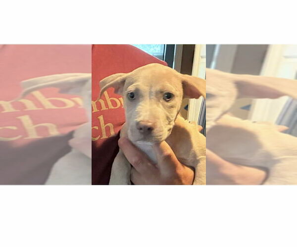Medium Photo #2 American Pit Bull Terrier-American Staffordshire Terrier Mix Puppy For Sale in Wenonah, NJ, USA