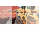 Small #1 American Pit Bull Terrier-American Staffordshire Terrier Mix