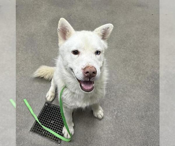 Medium Photo #1 Siberian Husky-Unknown Mix Puppy For Sale in HESPERIA, CA, USA
