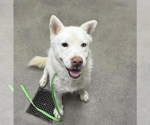 Siberian Husky-Unknown Mix Dogs for adoption in HESPERIA, CA, USA