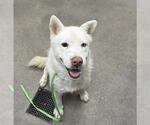 Small Siberian Husky Mix