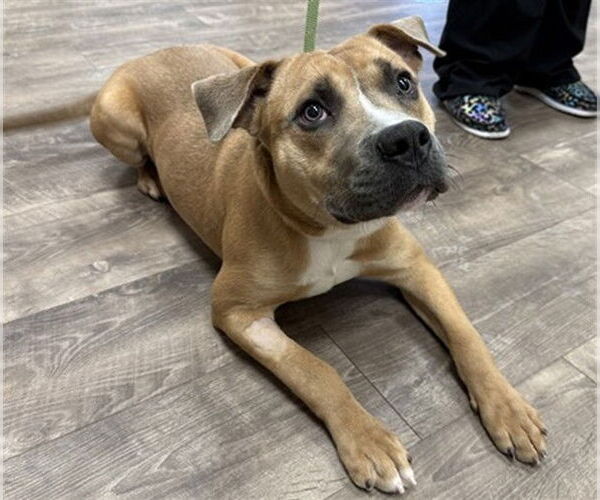 Medium Photo #1 American Pit Bull Terrier-Unknown Mix Puppy For Sale in Aurora, IL, USA