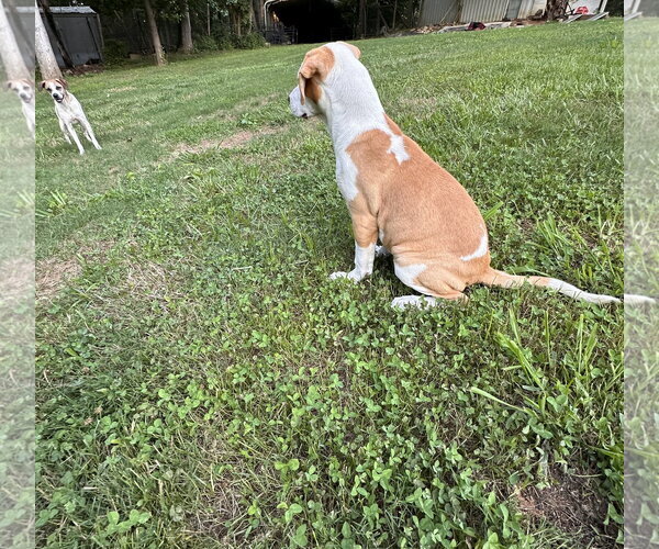 Medium Photo #5 Beagle-Unknown Mix Puppy For Sale in Ball Ground, GA, USA