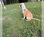 Small #4 Beagle Mix