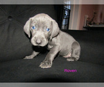 Puppy Raven Weimaraner