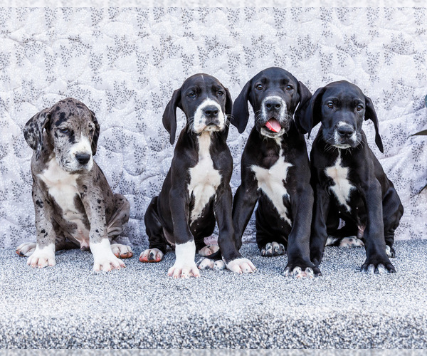 Medium Photo #1 Great Dane Puppy For Sale in WAKARUSA, IN, USA