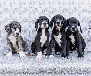 Great Dane Puppy for Sale in WAKARUSA, Indiana USA