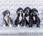Image preview for Ad Listing. Nickname: Litter of 12