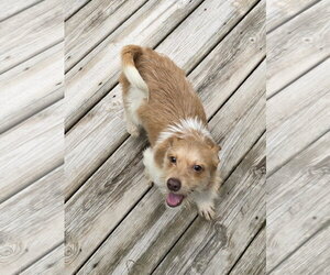 Rambler - Male Jack Chi Dog for Adoption - Photo #5