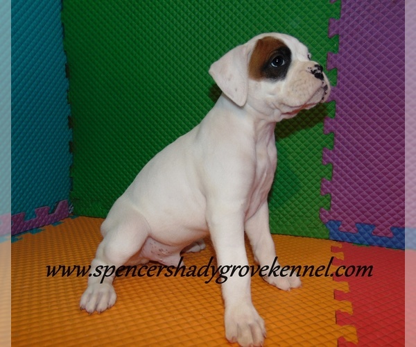 Medium Photo #4 Boxer Puppy For Sale in CABOOL, MO, USA