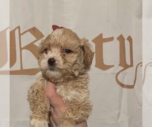 Maltipoo (Miniature) Puppy for sale in VENETA, OR, USA