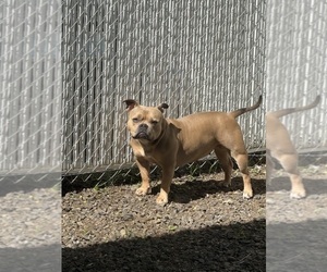 Mother of the American Bully puppies born on 05/19/2025