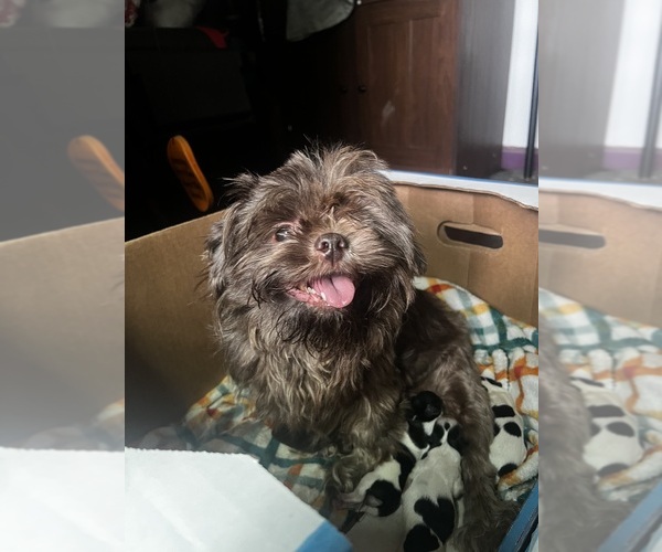 View Ad Shih Tzu Litter of Puppies for Sale near Ohio, GIRARD, USA