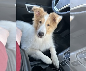 Collie Puppy for sale in SEBASTIAN, FL, USA