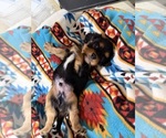 Small Photo #17 Cavalier King Charles Spaniel Puppy For Sale in DEWITT, MI, USA