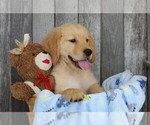 Small Photo #4 Golden Retriever Puppy For Sale in FREDERICKSBG, OH, USA