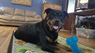 Mother of the Rottweiler puppies born on 08/30/2017
