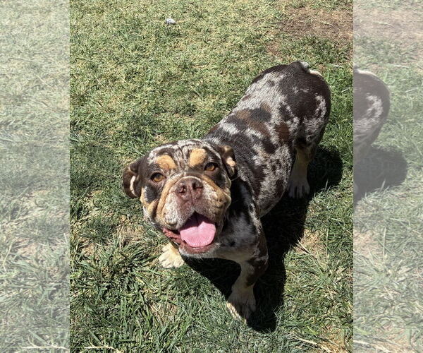 Medium Photo #4 Bulldog Puppy For Sale in Hesperia, CA, USA