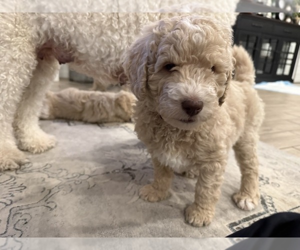 Medium Photo #6 Double Doodle Puppy For Sale in BULVERDE, TX, USA