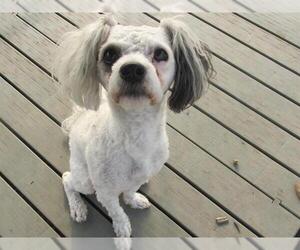 Poodle (Miniature) Dogs for adoption in Orange, CA, USA