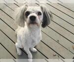 Small Poodle (Miniature)