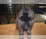 Small Photo #3 Keeshond Puppy For Sale in FAYETTEVILLE, TN, USA