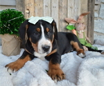 Small Photo #3 Greater Swiss Mountain Dog Puppy For Sale in HONEY BROOK, PA, USA