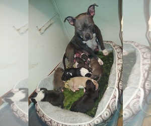 Mother of the American Bully puppies born on 02/20/2022