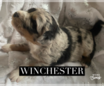Puppy Winchester Aussiedoodle