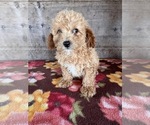 Small #3 Poodle (Miniature)
