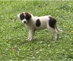 Puppy Timmy Borador