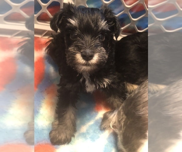 Medium Photo #2 Schnauzer (Miniature) Puppy For Sale in SARASOTA, FL, USA