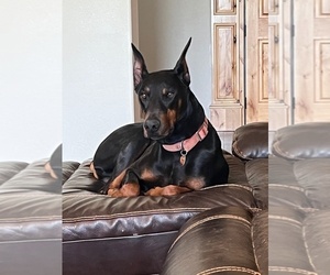 Doberman Pinscher Puppy for sale in DUBLIN, TX, USA