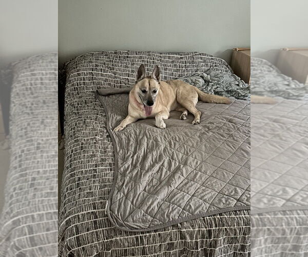 Medium Photo #1 Mutt Puppy For Sale in Dana Point, CA, USA