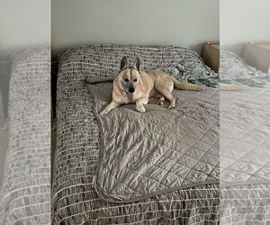 Mutt Dogs for adoption in Dana Point, CA, USA