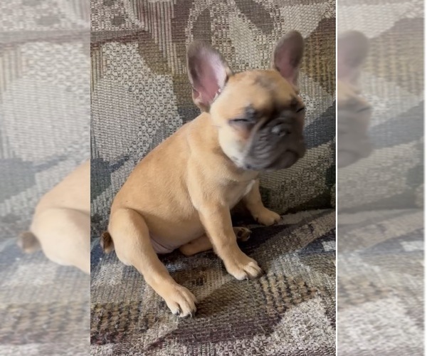 Medium Photo #5 French Bulldog Puppy For Sale in CHICAGO, IL, USA