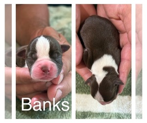Medium Boston Terrier